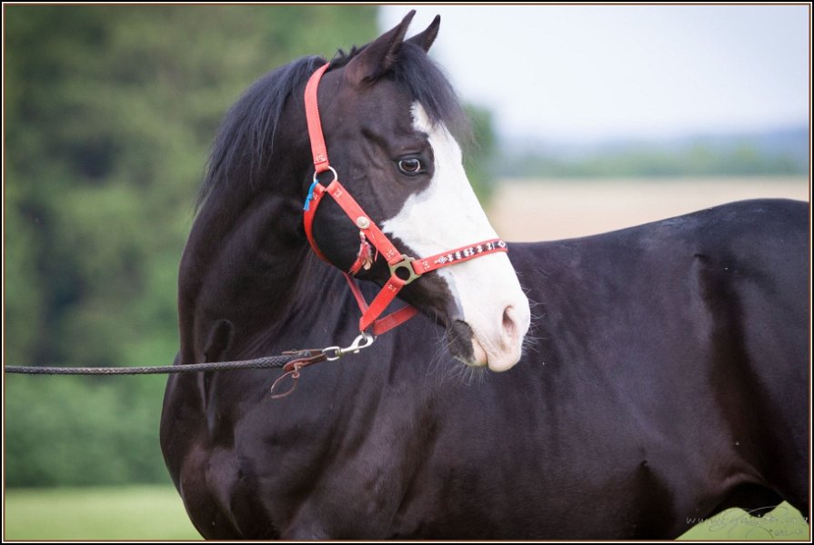 Asbach Fohlenshow 2014 110